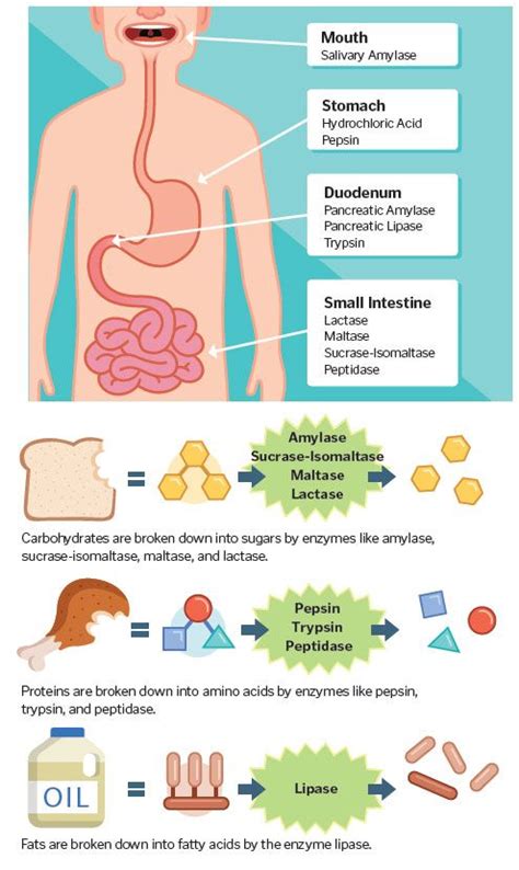 can digestive enzymes cause heartburn